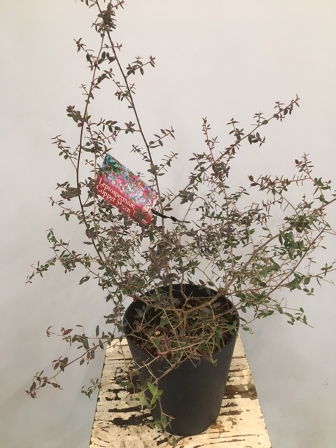 秋の鉢物入荷しました 珍しい植物や季節の寄せ鉢がおすすめです フラワーギフト お花の専門店 本郷台花う